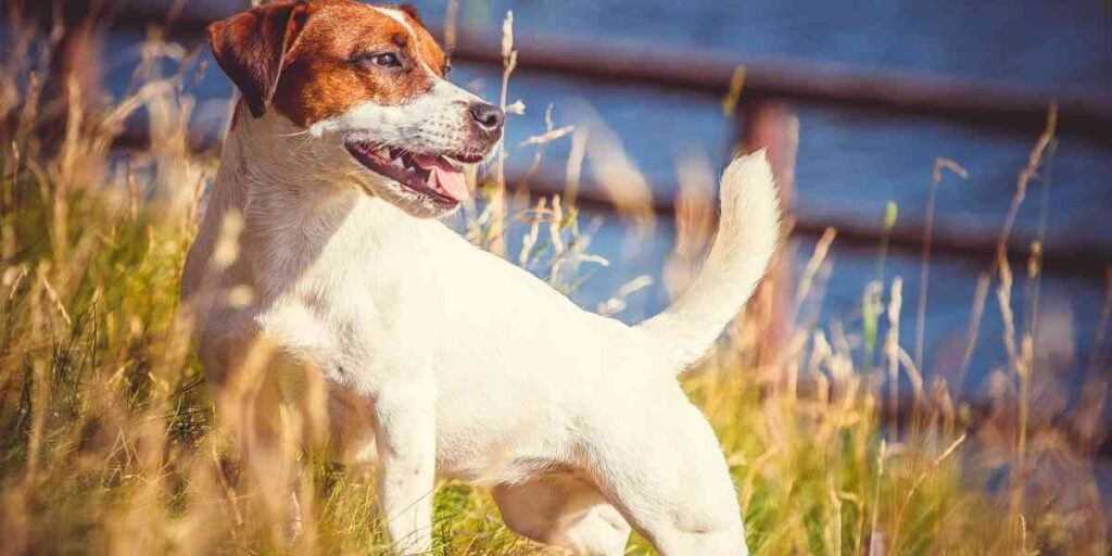 How Long Does A Jack Russell Live